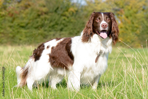 English springer spaniel dog standing in field