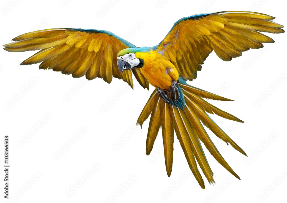 Naklejka premium Żółty papuga latająca ręka rysować i malować na białym tle ilustracji wektorowych.