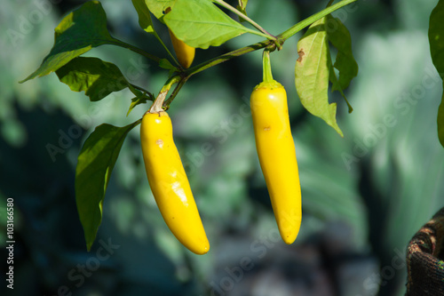 A branch of yellow pepper with fruits in the garden