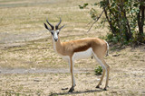 Springbok antelope in Africa