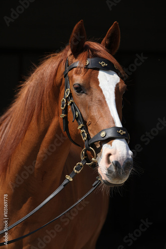 Amazing chestnut Thoroughbred isolated on black background