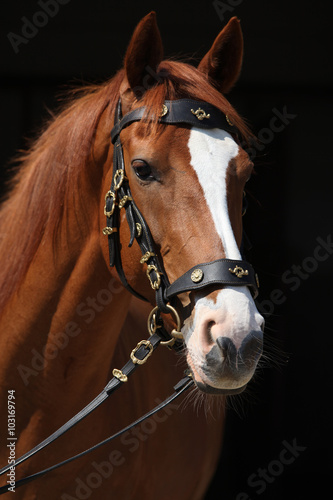 Fototapeta Naklejka Na Ścianę i Meble -  Amazing chestnut Thoroughbred isolated on black background