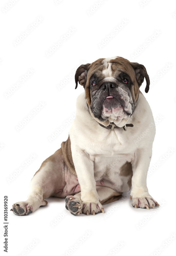 Portrait of English Bulldog isolated on white