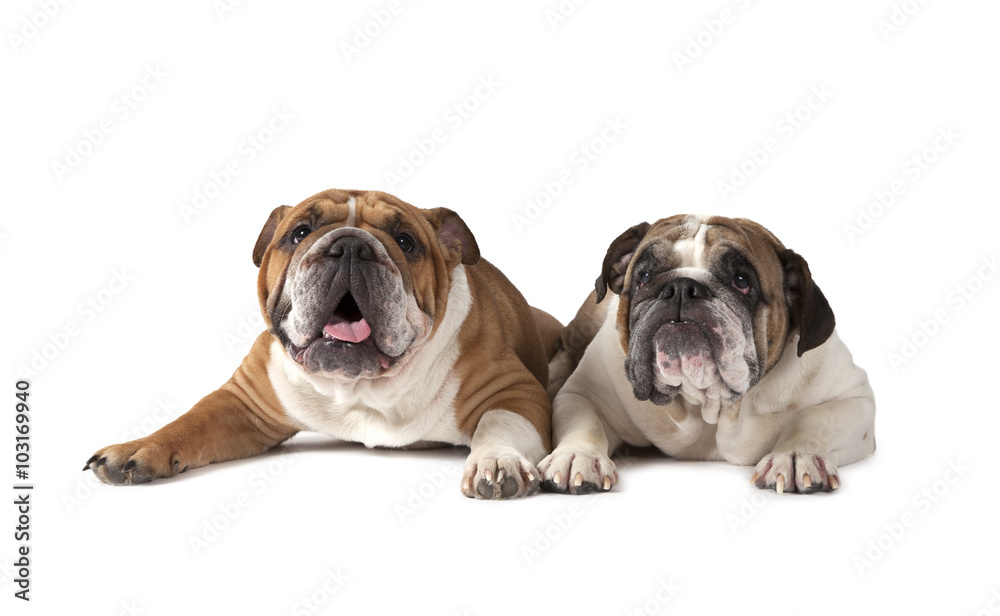 Two English Bulldog lying on white background