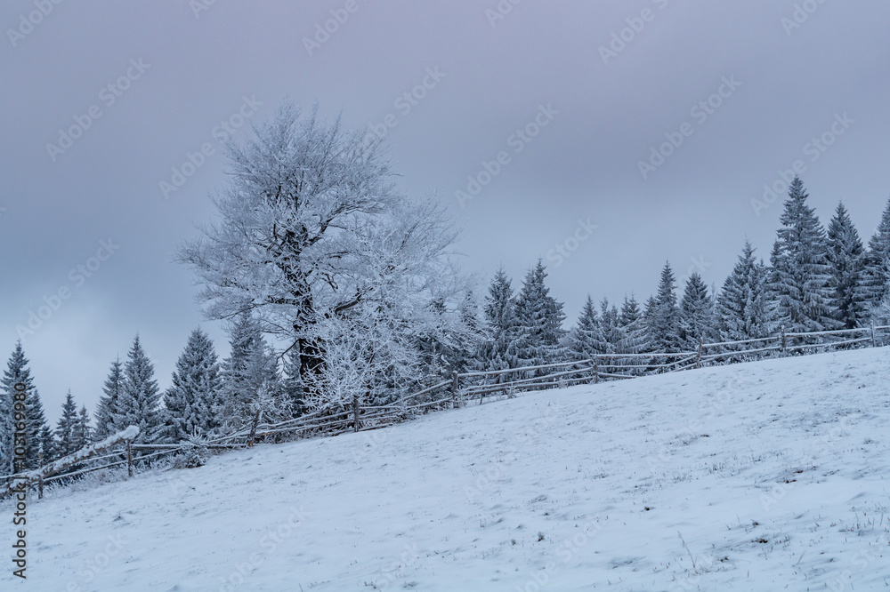 One frosted giant deciduous tree among snowy spruces in a morning winter mountains. One frosted giant deciduous tree among snowy spruces in a morning winter mountains.