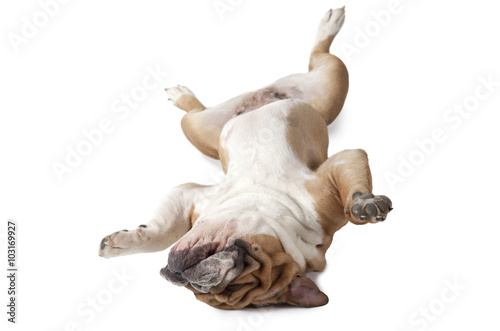 English Bulldog lying on his back over white