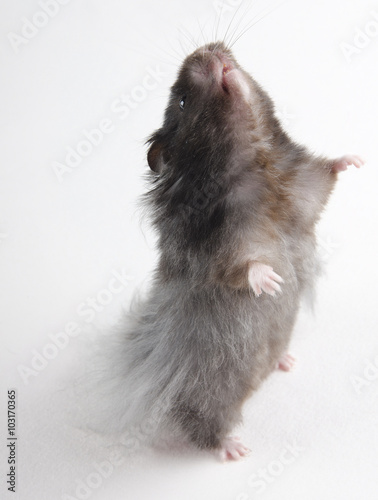 Funny long-haired Syrian hamster standing on its hind legs and begging for food