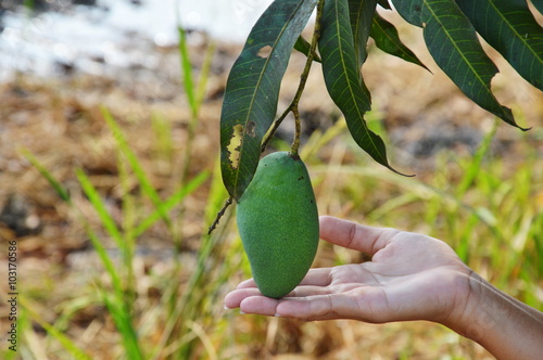 mango on branch and hand supporting in paddy field