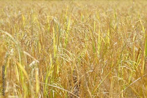 paddy rice in field © leisuretime70