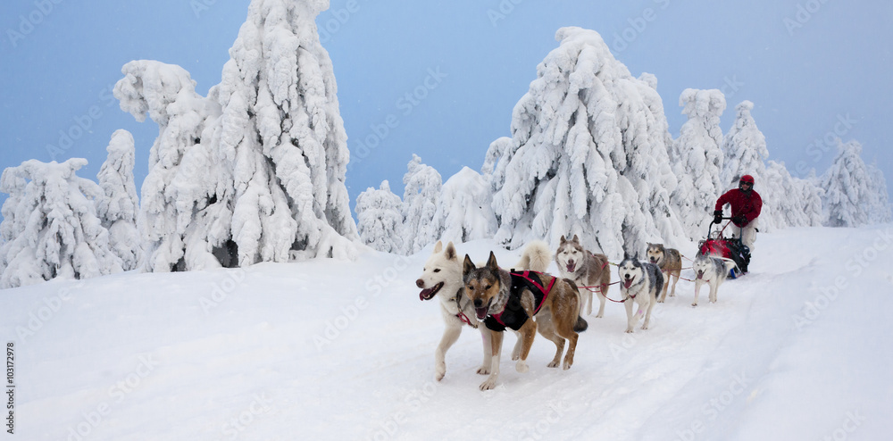 sledge dogging, Sedivacek's long, Czech Republic