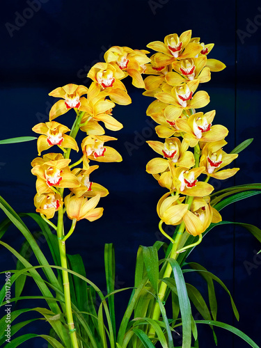 Cuadro en lienzo Yellow and red cymbidium hybrid orchid on display