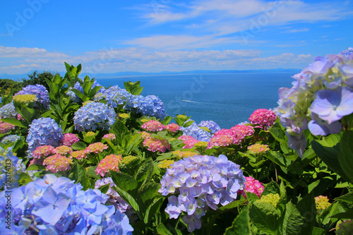 紫陽花と海 photo