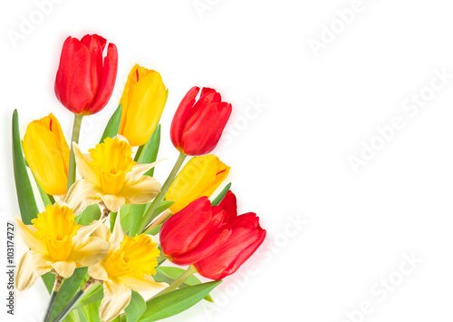 Tulip narcissus isolated on white background