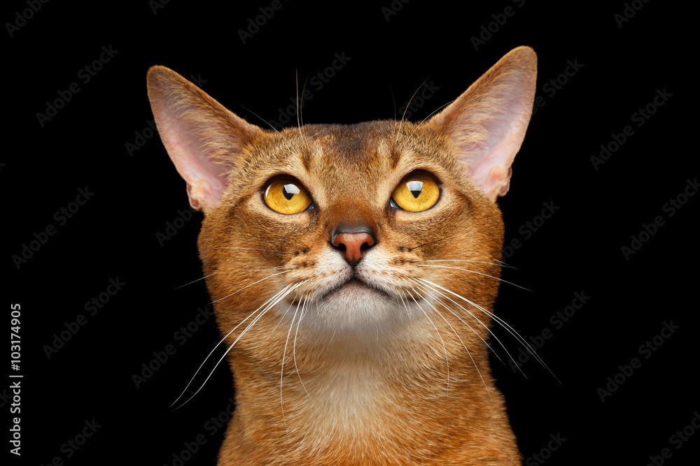 Closeup Portrait of Funny Abyssinian cat Looking Up Isolated
