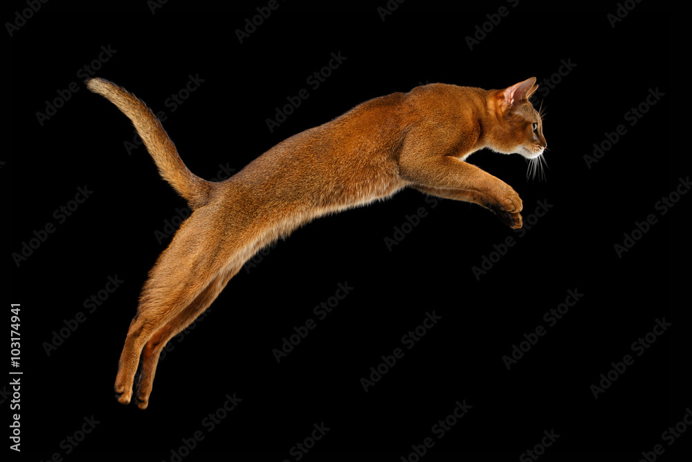 Fototapeta premium Closeup Jumping Abyssinian cat Isolated on black background in Profile