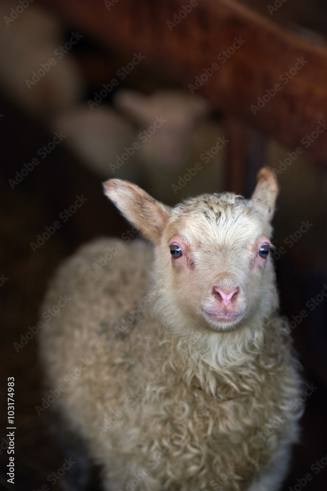 Fototapeta premium Farm animals in iceland