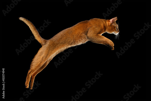 Closeup Jumping Abyssinian cat Isolated on black background in Profile