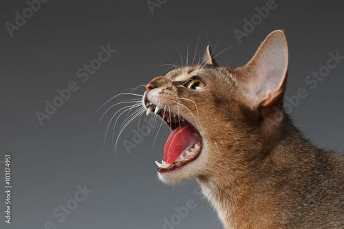 Canvas Print Closeup Portrait of Hisses Abyssinian cat Isolated on black background