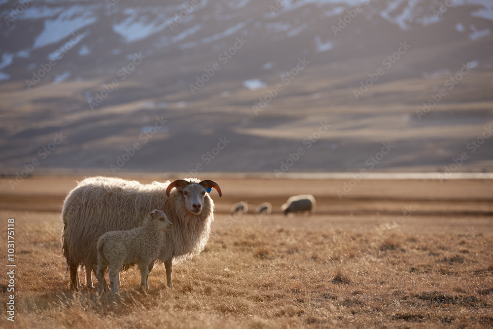 Naklejka premium iceland sheep portrait