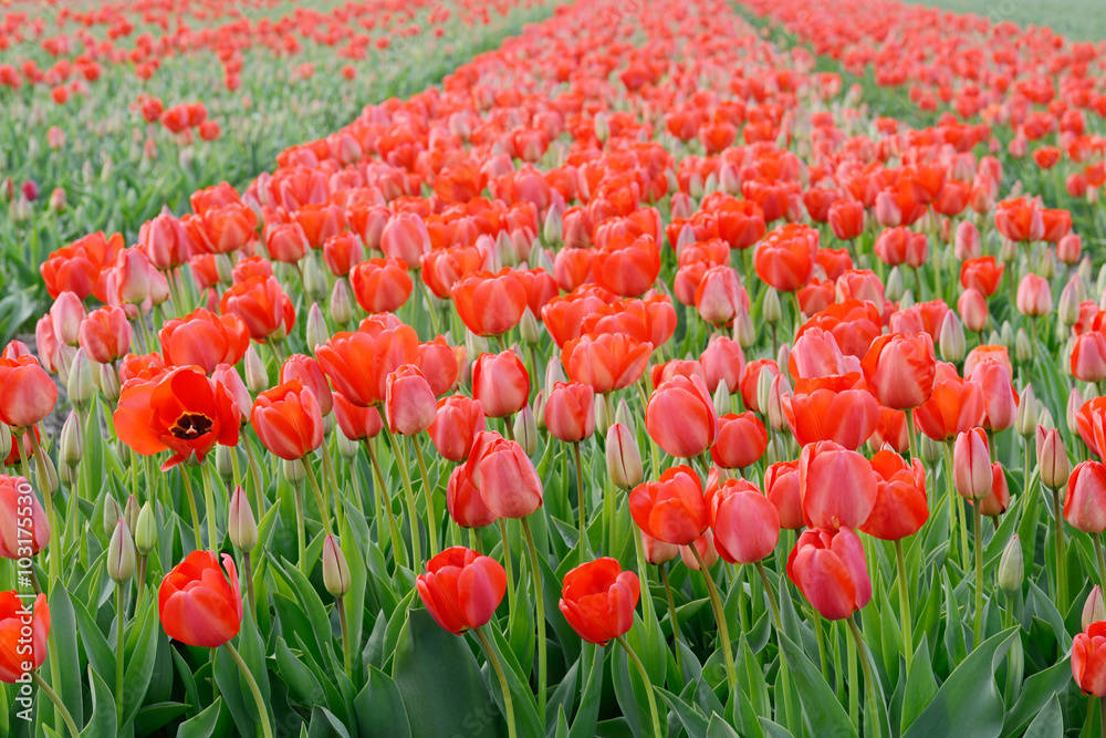 field with red tulips field with red tulips