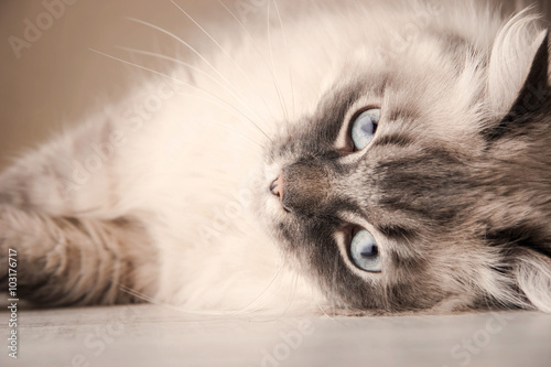 Foto Lying Siberian cat