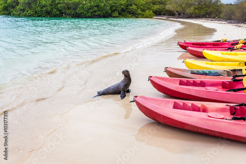 Sea lion going to take a look at kayak