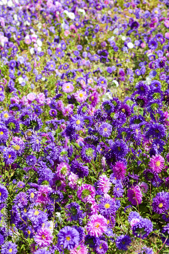 flowerbed of asters