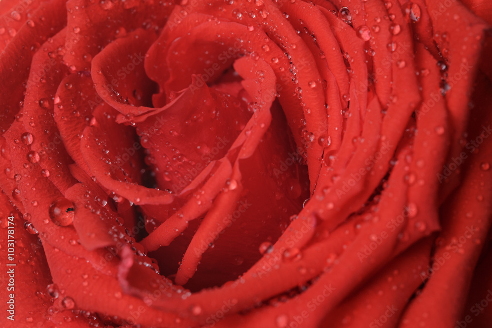 wet bright red rose close up shot wet bright red rose close up shot
