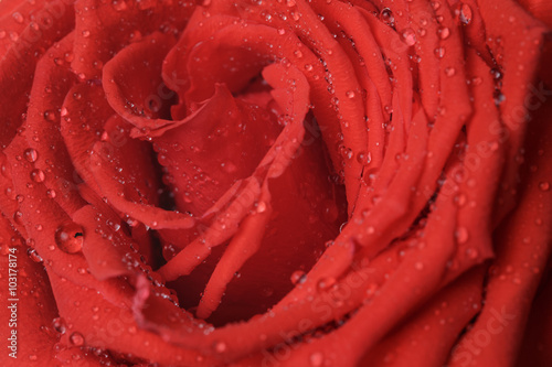 Fototapeta Naklejka Na Ścianę i Meble -  wet bright red rose close up shot