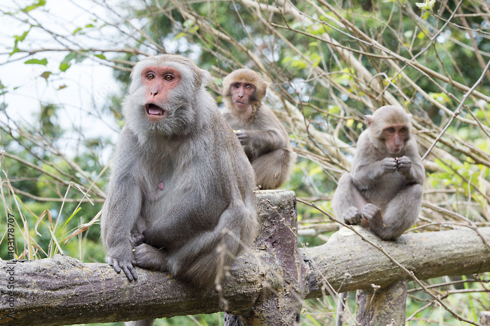 Formosan macaques look into the distance