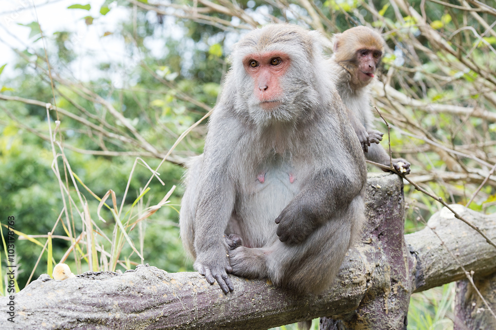 Formosan macaques look into the distance