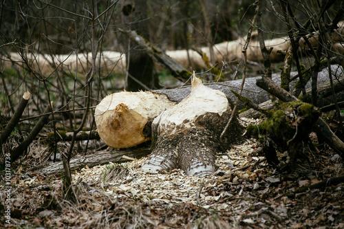 Tree gnawed by beaver