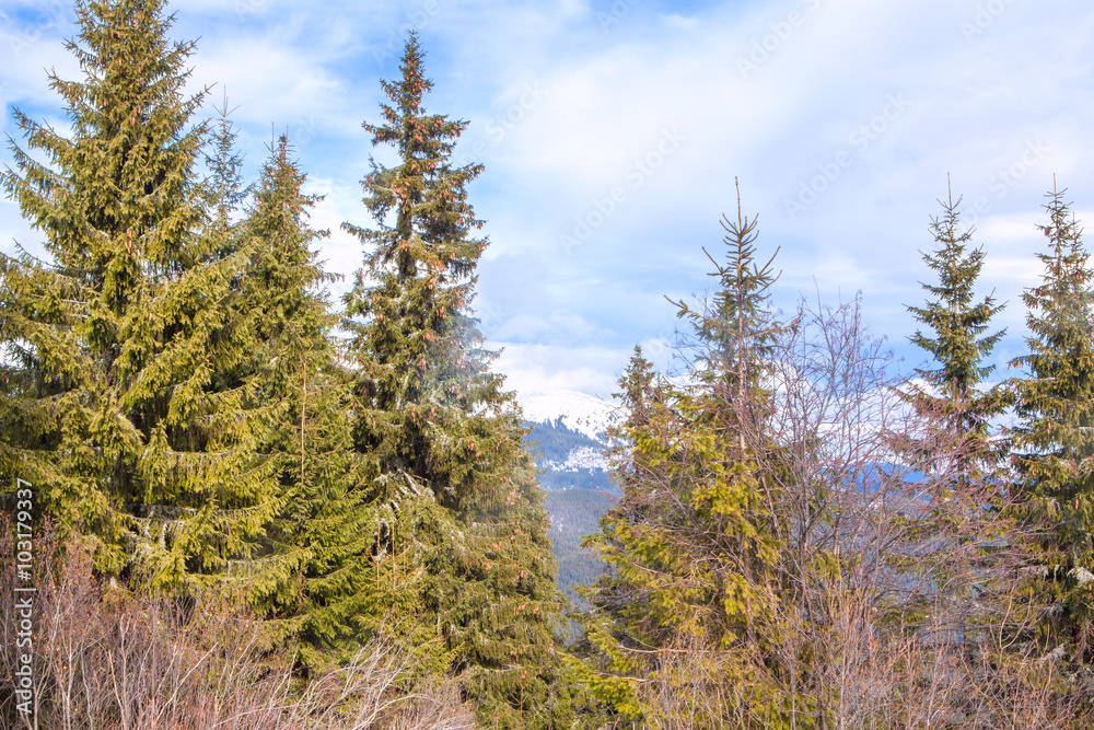 fir trees in the mountain fir trees in the mountain