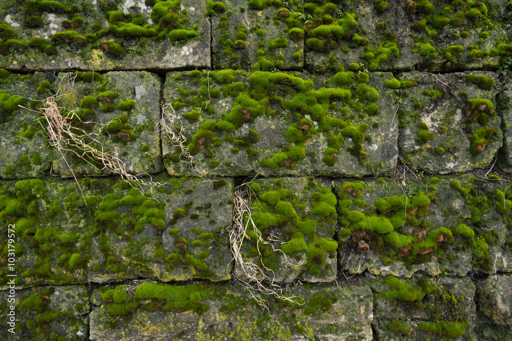 a wall of limestone, covered with moss a wall of limestone, covered with moss