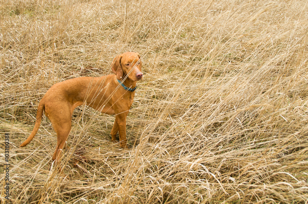 Vizla Puppy Creeping Vizla Puppy Creeping