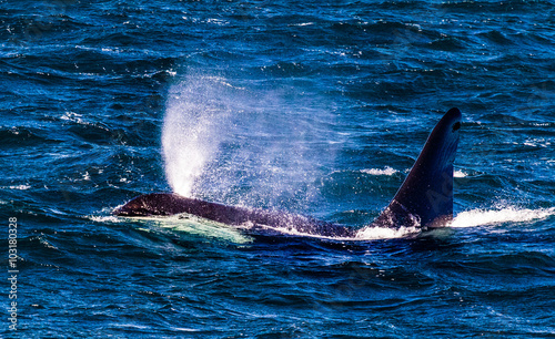 Killer whale breath