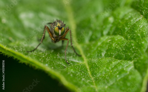 Fototapeta Naklejka Na Ścianę i Meble -  Macro photo of a Dolichopodidae fly, insect
