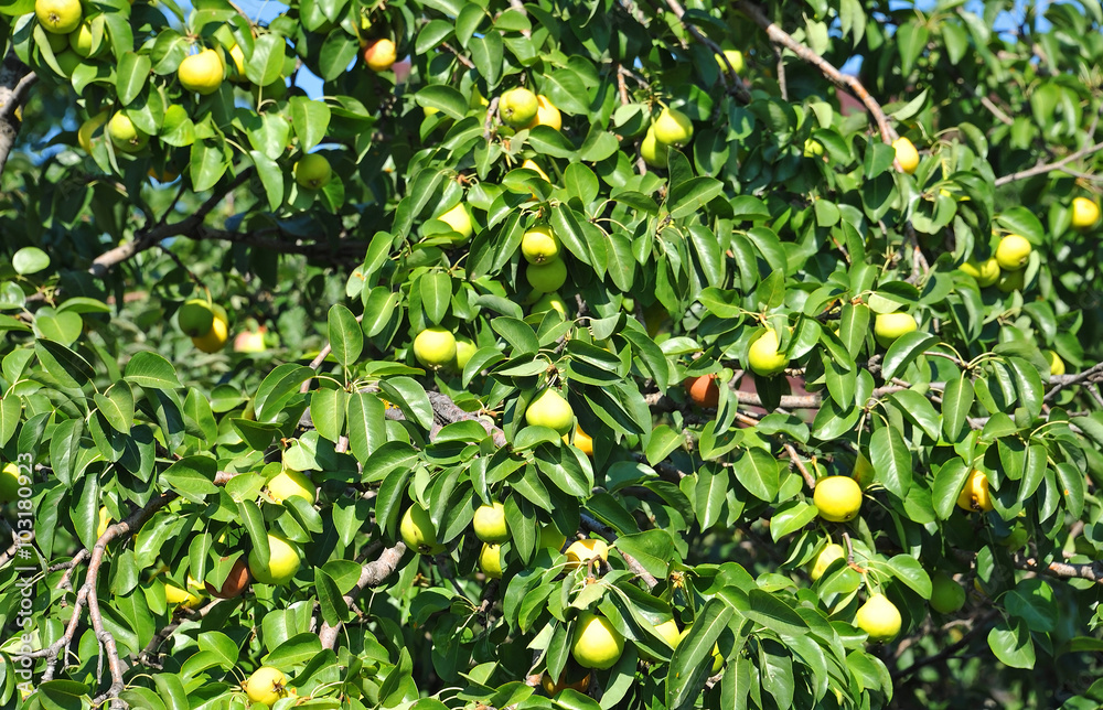 Ripe pear on the branch