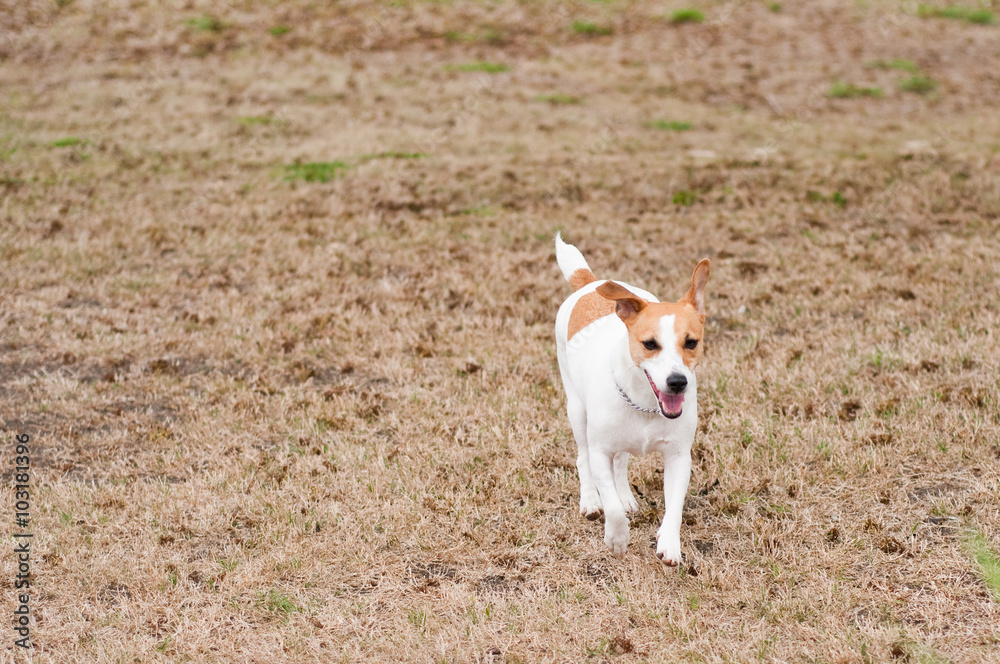 Jack Russell Terrier running in grass Jack Russell Terrier running in grass
