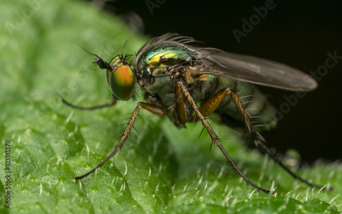 Macro photo of a Dolichopodidae fly, insect   © akilrollerowan