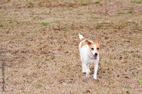 Jack Russell Terrier running in grass