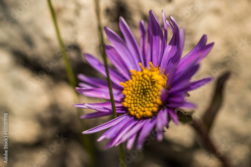 Purple flower in nature, spring flowers, blooming flowers, flora, focus concept