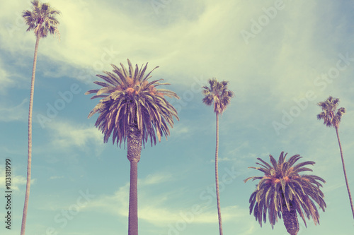 Palm trees at Santa Monica beach.