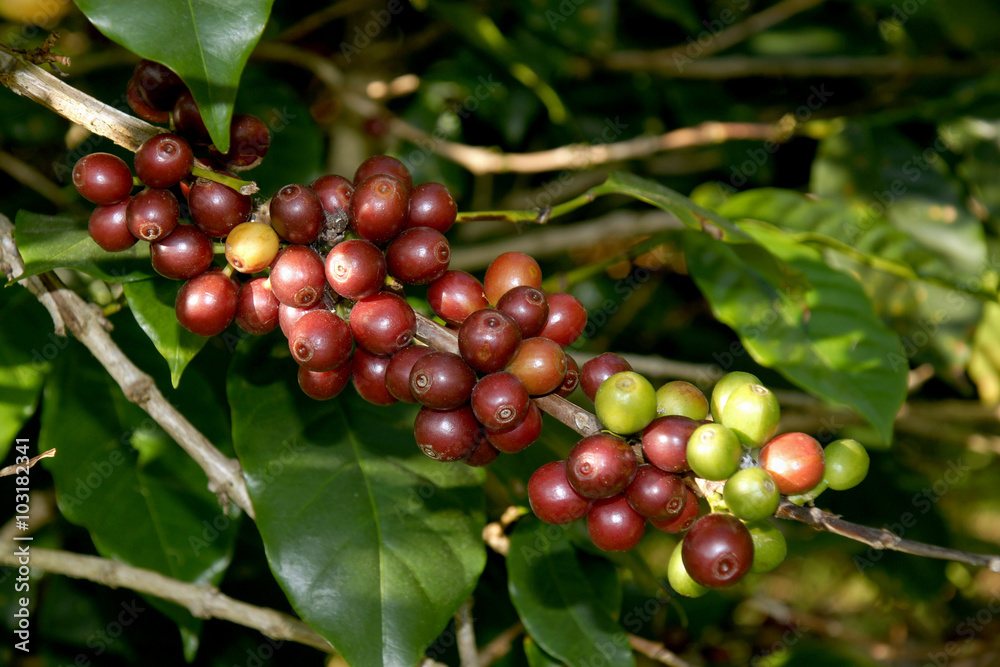Coffee beans on a tree in Chiangmai Thailand