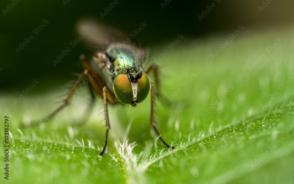 Macro photo of a Dolichopodidae fly, insect
Macro photo of a Dolichopodidae fly, insect