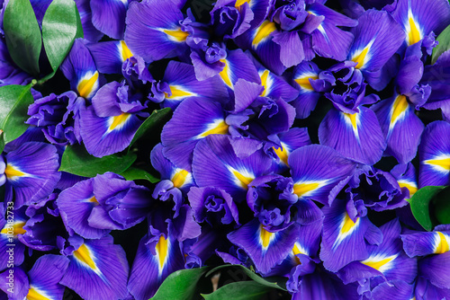 Fototapeta Naklejka Na Ścianę i Meble -  texture close-up of iris flowers