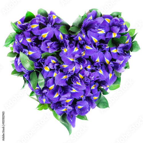 Fototapeta Naklejka Na Ścianę i Meble -  close-up of heart of iris flowers, isolated on white background