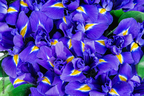 Cercles muraux gros plan de texture de fleurs d'iris 