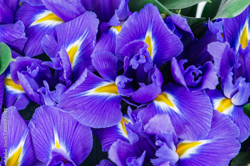 Fototapeta premium texture close-up of iris flowers