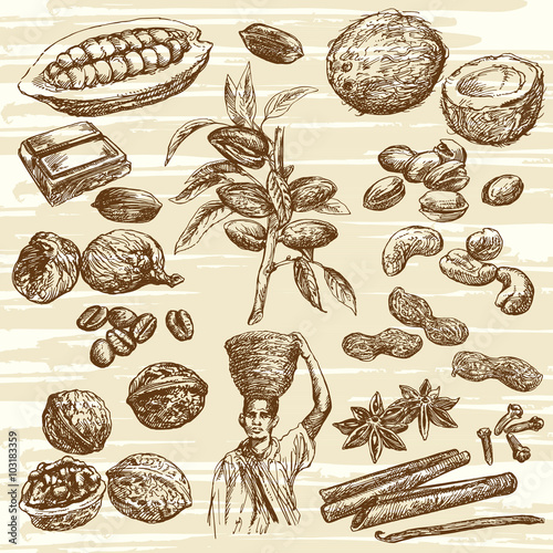 hand drawn nuts collection